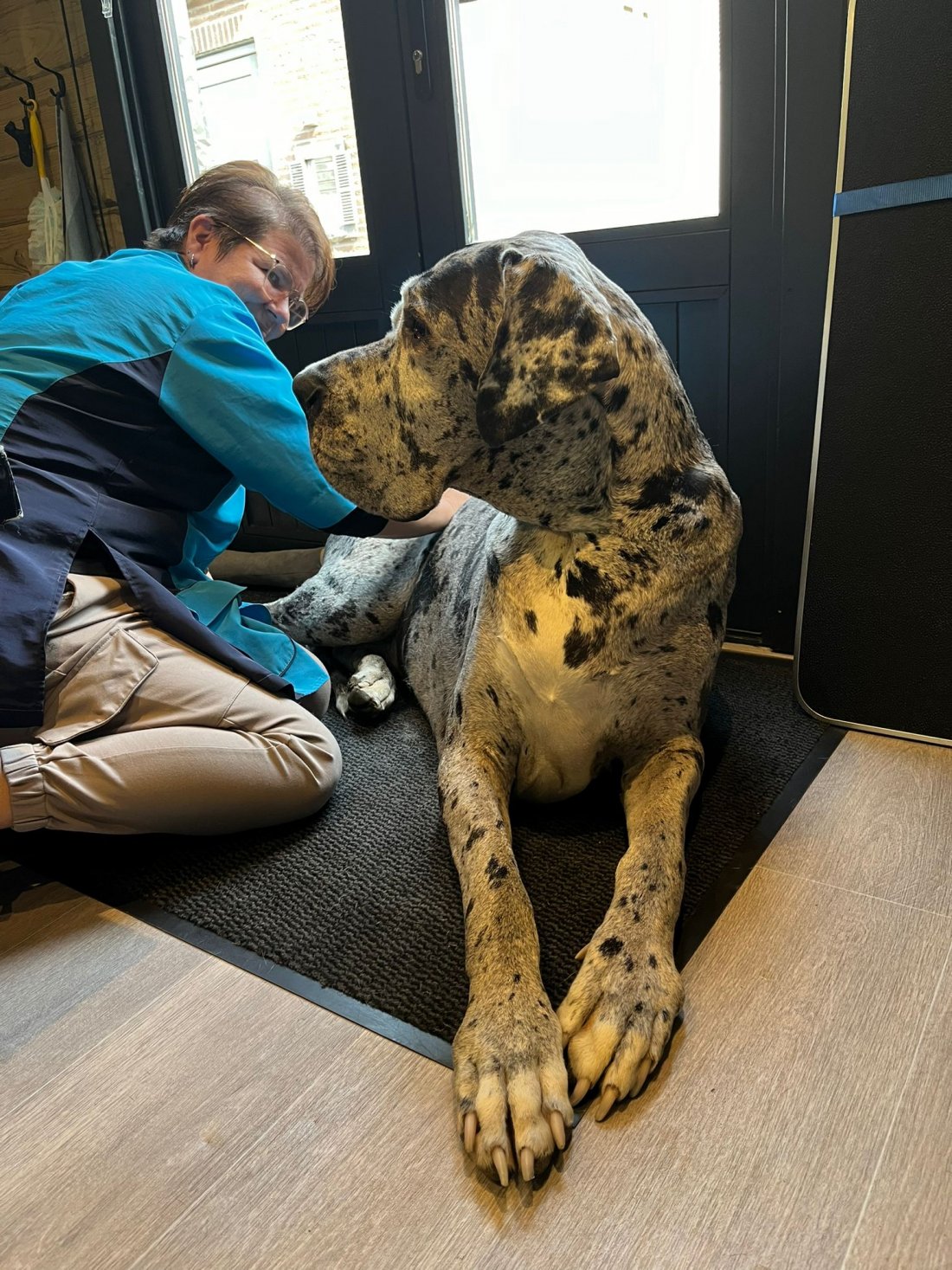 Hondenmassage waarom?